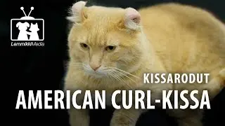 Kissat - American Curl -kissa