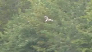 Buzzard Bird of Prey hunting tree line Fleam Dyke Earthworks  Fulbourn UK 2sep2020 409p