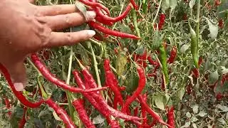 smile organic chilli in Narakodur