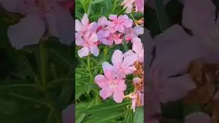 THE BEAUTY OF ADELFA FLOWERS