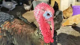 Happy Valentine's Day from the Sanctuary Feathered Friends!