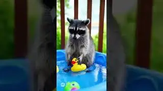 Raccoons being raccoons #cute #shorts #laughter #jokes #Raccoon #craziness #trending #viral