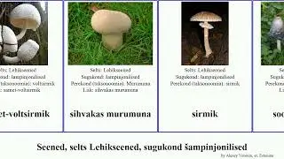 Seened, selts Lehikseened, sugukond &scaron;ampinjonilised maamuna fungus lilla roosa harisirmik valge