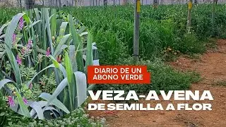 Diario de un ABONO VERDE Veza y Avena (Evolución de Semilla a Flor)