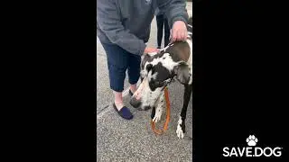 SAVE.DOG x Diet Direct Partnership