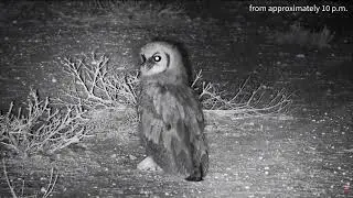 🦉Onguma Waterhole, Namibia 2025/11/27