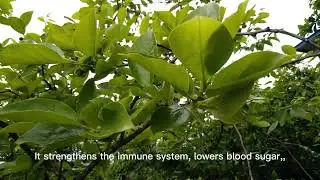 Moringa &ndash; The African Miracle Leaf That Heals Everything 🌿💪&rdquo;