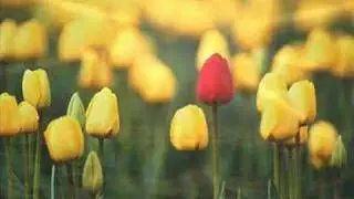 wonderful life - Zucchero