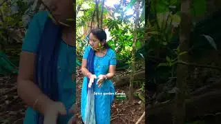 Kerala spice garden tour #spicesofindia