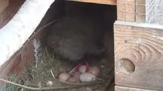 samica bażanta srebrzystego siadła na jajkach, female silver pheasant sat on eggs,