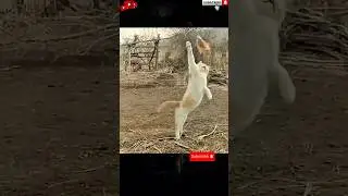 Cat Catches a Flying bird😲 Cat Vs Bird🐈🕊️#cats #birds #shorts
