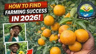 The Secret Formula Behind THIS Orange Farm&rsquo;s Success!