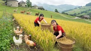 TIMELAPSE -- This is a Great Way to Grow and Harvest Rice &ndash; Life in The Countryside Garden