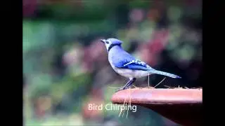 Bird Chirping Sound Effect