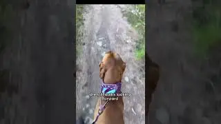 Vizsla Owner Shares Success with Canny Collar | Gertie&rsquo;s Positive Training Journey