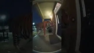 Tiger at the Door | Realistic Night CCTV Footage 🐅📹
