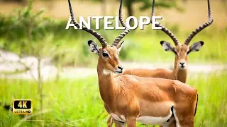 Antelope Marvels in Mesmerizing 4K Beauty! 🦌✨ Nature's Elegance Unveiled! Animal world