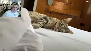 xQc зависим от вирусных видеороликов.