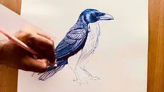 Crow beautiful realistic drawing | ballpoint pen beautiful drawing | Timelapse drawing 