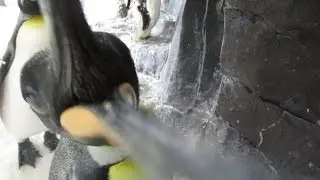 A Penguin Ate My Camera At Sea World Orlando!!! (2.26.14)