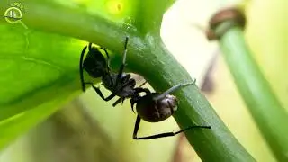 4k Look Deeply at Black ANTS | TCD Detective