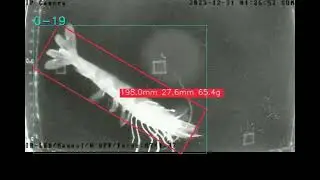 Shrimp Object tracking, length&width estimation, weight prediction (Yolo_obb + Norfair + Reid)