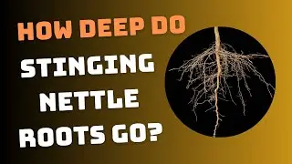 How Deep Do Stinging Nettle Roots Go?