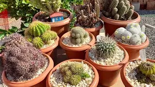10 CACTOS 🌵 que ENCHEM O VASO da MINHA COLEÇÃO ... morenaflor e cactos 🌵