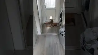 Summon Familiar