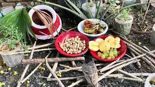 4K Bird & Squirrel Buffet! FEAST FRENZY | Birds Eating Fruits & Squirrels Eat Peanuts