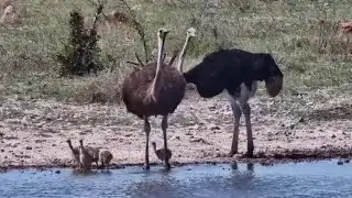Southern Ostriches (Struthio camelus australis) with their chicks at Kalahari Salt Pan- explore.org