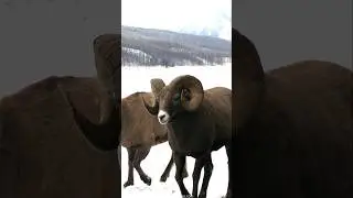 Huge Bighorn Boss Ram Descends for Rut