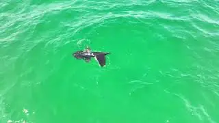 Cape Cod wildlife 🌊🐚 #naturelover #wildlifephotography