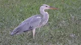 Gray Heron swallowing a fish