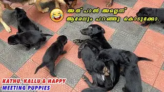 🤣🤪 പിള്ളേരുടെ ഇടക്ക് പെട്ടുപോയ കാത്തുവിന്റെ അവസ്ഥ : puppies meting kathu kallu and happy