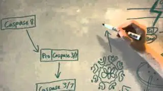 Apoptosis: the Caspase Cascade
