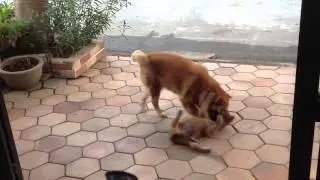 Bong and Nuna
