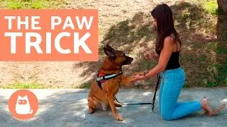 How to TEACH your dog THE PAW TRICK