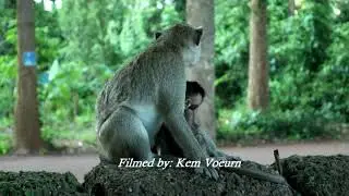 MONKEY 172 baby monkey back to mother | kem voeurn