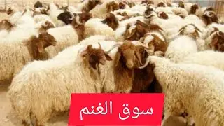 جوله في سوق الغنم المركزي في الدوحة بالأسعار / حراج الغنم / أجواء عيد الأضحي في قطر