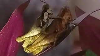 Cosas de la naturareza