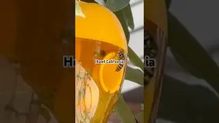 Are SOLAR Wasp Traps Legit? 🤔