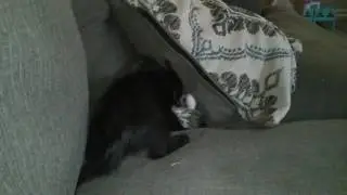 Brother Kittens Fighting, Cute Kittens, Playful Baby Cats