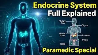 Endocrine Glands part-2 @Ak_nursingvlogs  #endocrine #exampreparation #norcetmcq #test #shortnotes 