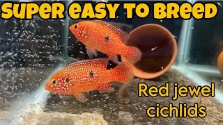 How to breed red jewel cichlids (Beginner guide)