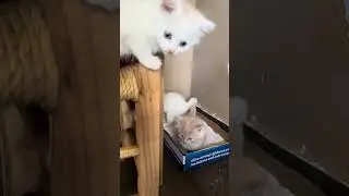 Kittens Playing #kittey #cutecat #catlover #kittypets #cutepet #kitty #cuteanimals #kittenplaying