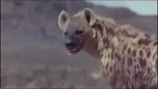 Ostrich protect eggs not to be stolen by Hyena and monkey