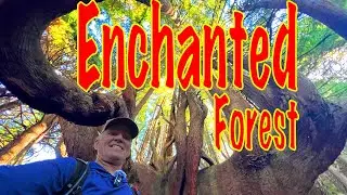 USAL Beach Enchanted Candelabra Forest