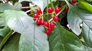Tasting Dotted Wild Coffee (Psychotria punctata)