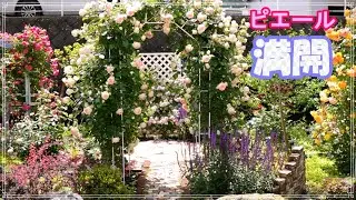 ピエール ドゥ ロンサールのアーチが満開となりました！